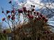 Магнолія Блек Тюліп (Magnolia Black Tulip) - 150-175 см 695266984947 фото 5
