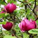 Магнолія Блек Тюліп (Magnolia Black Tulip) - 150-175 см 695266984947 фото 2