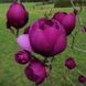 Магнолія Блек Тюліп (Magnolia Black Tulip) - 150-175 см 695266984947 фото 1