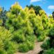 Сосна Тунберга Огон (Pinus thunbergii 'Ogon') - 40-60 см 695266984822 фото 3