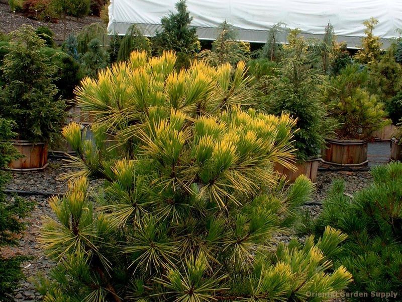 Сосна Тунберга Огон (Pinus thunbergii 'Ogon') - 40-60 см 695266984822 фото
