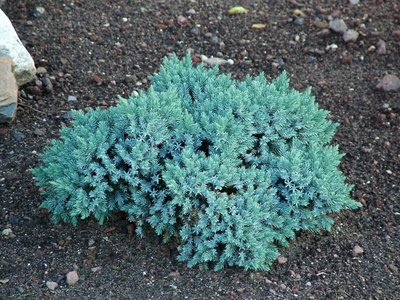 Ялівець лускатий Blue Star (Juniperus squamata Blue star) - 20-25 см 346864617181 фото