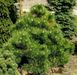 Сосна чорна Хельга (Pinus nigra 'Helga') - 30-40 см 695266984823 фото 2