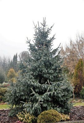Ялина Енгельмана Glauca 175-200 см 280220261355 фото
