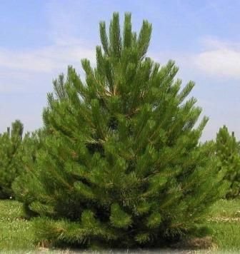 Сосна чорна австрійська extra (Pinus nigra austriaca extra) - 225-250 см 695266984824 фото