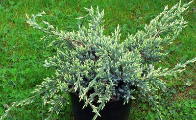 Ялівець лускатий Holger (Juniperus squamata Holger) - 140 см 723470854731 фото