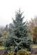 Ялина Енгельмана Glauca 175-200 см 280220261355 фото 1