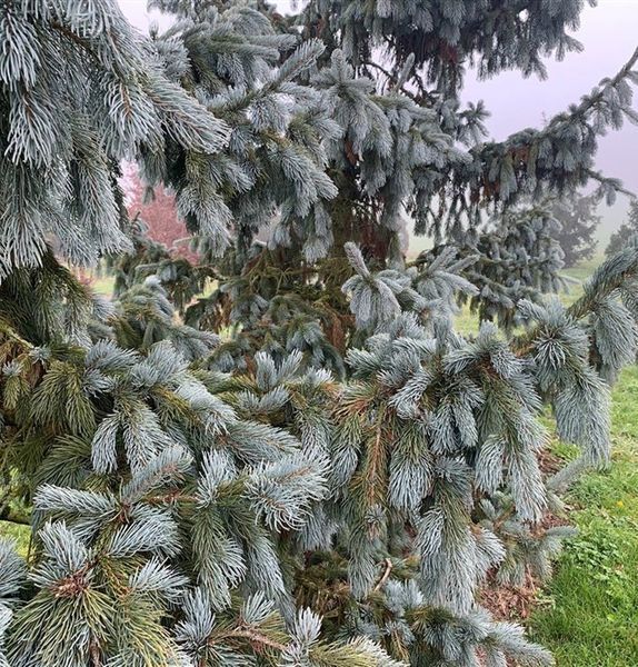 Ялина Енгельмана Glauca 175-200 см 280220261355 фото