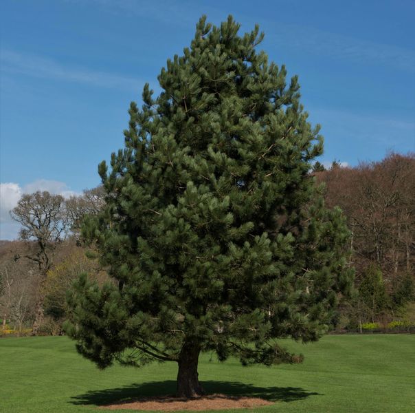 Сосна чорна австрійська extra (Pinus nigra austriaca extra) - 225-250 см 695266984824 фото