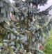 Ялина Енгельмана Glauca 175-200 см 280220261355 фото 2