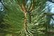 Сосна чорна австрійська extra (Pinus nigra austriaca extra) - 225-250 см 695266984824 фото 2