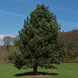Сосна чорна австрійська extra (Pinus nigra austriaca extra) - 225-250 см 695266984824 фото 3