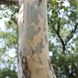 Платан кленолистий (Platanus acerifolia) - 400+ см 695266984950 фото 3