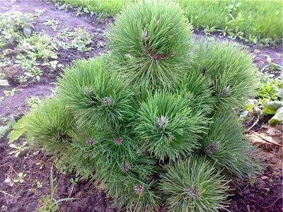 Сосна чорна Нана (Pinus nigra 'Nana') - 40-60 см 473-453-1682 фото