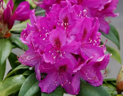 Рододендрон Анна Крушке (Rhododendron 'Anna Kruške') - 60-80 см 695266984951 фото