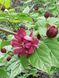 Калікант Херітейж вайн - 60-80 см 695266984901 фото 4