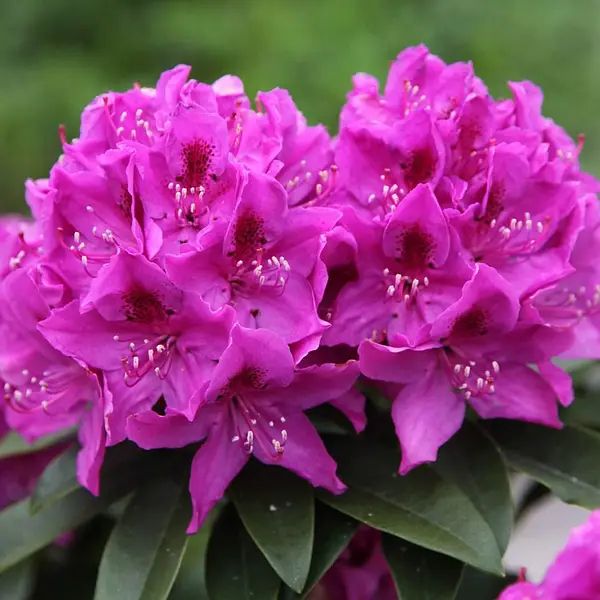Рододендрон Анна Крушке (Rhododendron 'Anna Kruške') - 60-80 см 695266984951 фото
