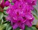 Рододендрон Анна Крушке (Rhododendron 'Anna Kruške') - 60-80 см 695266984951 фото 1