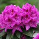 Рододендрон Анна Крушке (Rhododendron 'Anna Kruške') - 60-80 см 695266984951 фото 2