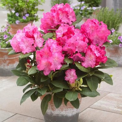 Рододендрон Германія (Rhododendron 'Germania') - 60-80 см 695266984952 фото