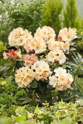 Рододендрон Horizon Monarch 60-80 см 190220261333 фото