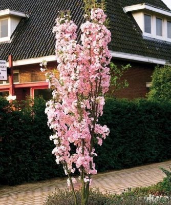 Сакура Аманогава (Prunus Amanogawa) - 175-250 см 695266984953 фото
