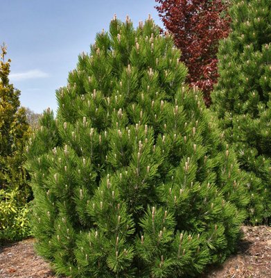 Сосна білокора (Pinus leucodermis) - 100-150 см 695266984778 фото