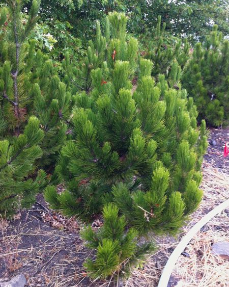Сосна білокора (Pinus leucodermis) - 100-150 см 695266984778 фото