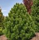 Сосна білокора (Pinus leucodermis) - 100-150 см 695266984778 фото 1