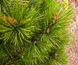 Сосна білокора (Pinus leucodermis) - 100-150 см 695266984778 фото 2