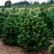 Сосна чорна Орегон Грін extra (Pinus nigra Oregon green extra) - 140-160 см 695266984828 фото 1
