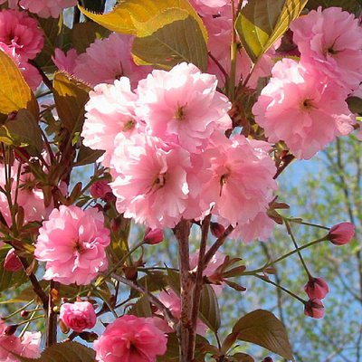 Сакура Аманогава (Prunus Amanogawa) - 225-250 см 695266984954 фото