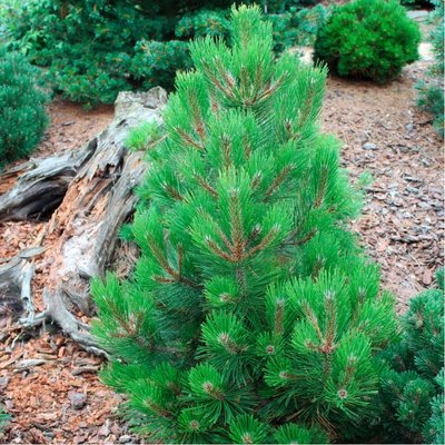 Сосна білокора Компакт джем (Pinus leucodermis Compact Gem) - 80-100 см 695266984779 фото