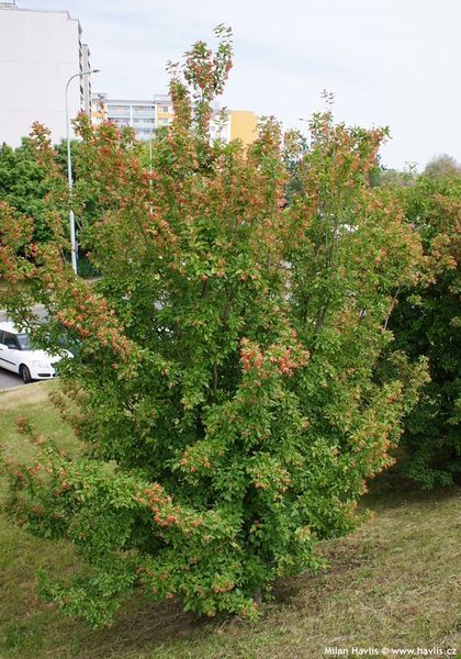 Клен Гінала Мультиштамб - 250-275 см 695266984904 фото