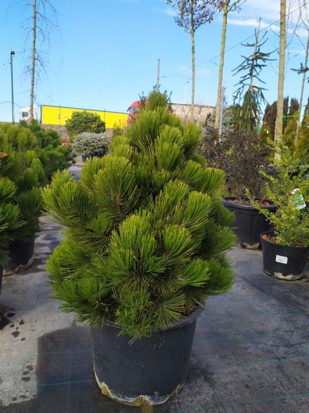 Сосна білокора Компакт джем (Pinus leucodermis Compact Gem) - 80-100 см 695266984779 фото