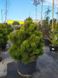 Сосна білокора Компакт джем (Pinus leucodermis Compact Gem) - 80-100 см 695266984779 фото 3