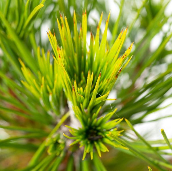 Сосна чорна Спілберг (Pinus nigra 'Spielberg') - 60-80 см 695266984829 фото