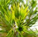 Сосна чорна Спілберг (Pinus nigra 'Spielberg') - 60-80 см 695266984829 фото 3