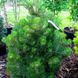 Сосна білокора Компакт джем (Pinus leucodermis Compact Gem) - 80-100 см 695266984779 фото 2