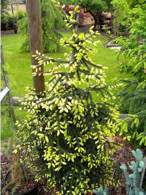 Ялина східна Aureospicata (Picea orientalis Aureospicata) - 160-180 см 454858023411 фото