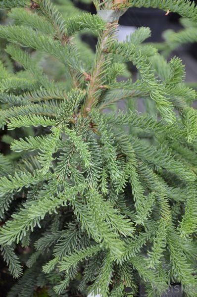 Ялиця procera Rattail - 200-220 см 701912511940 фото
