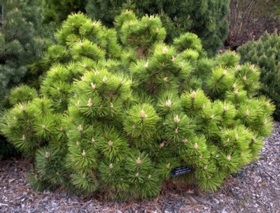 Сосна чорна Хорніброкіана (Pinus nigra Hornibrookiana) - 60-80 см 695266984830 фото