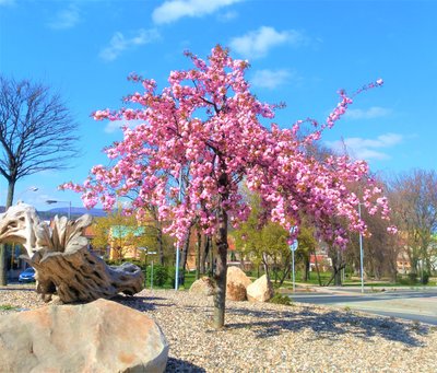 Сакура Кіку шидаре ( Prunus Kiku Shidare) - 200-250 см 695266984955 фото