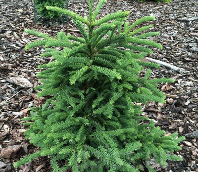 Ялиця procera Rattail - 200-220 см 701912511940 фото