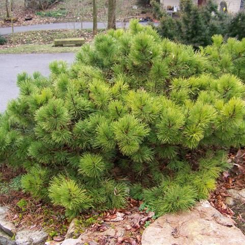 Сосна чорна Хорніброкіана (Pinus nigra Hornibrookiana) - 60-80 см 695266984830 фото