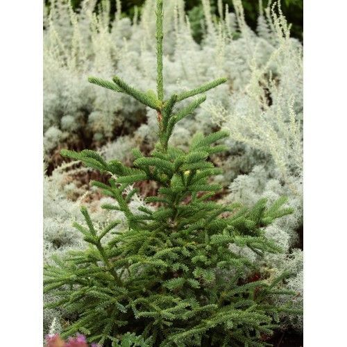 Ялиця procera Rattail - 200-220 см 701912511940 фото
