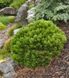 Сосна білокора Шмідті (Pinus leucodermis 'Schmidtii') - 30-40 см 695266984780 фото 1