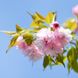 Сакура Кіку шидаре ( Prunus Kiku Shidare) - 200-250 см 695266984955 фото 4