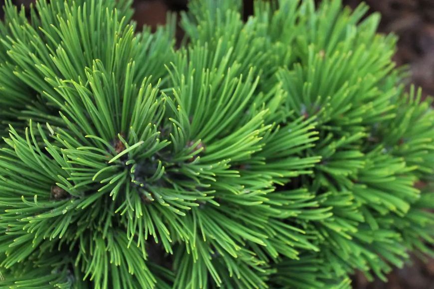 Сосна білокора Шмідті (Pinus leucodermis 'Schmidtii') - 30-40 см 695266984780 фото
