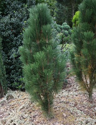 Сосна чорна Шольц (Pinus nigra 'Sholz') - 130-140 см 695266984831 фото